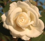 459359_3697012828365_500005473_o