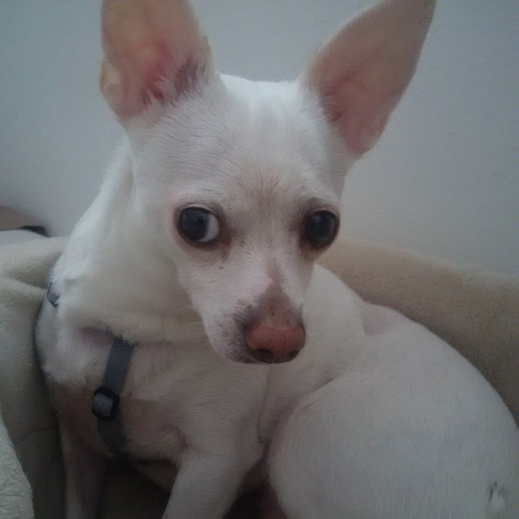 20626998_10214439191998058_5881206814949074730_o