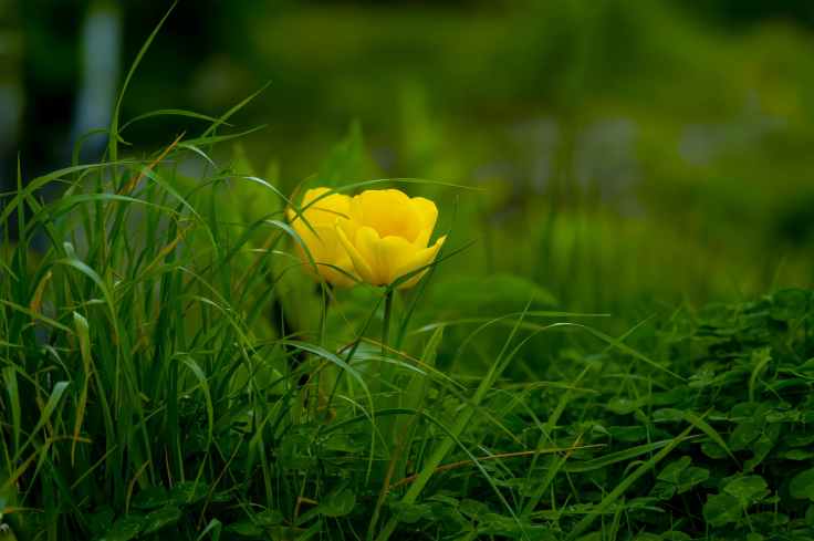 yellow flowering green plants