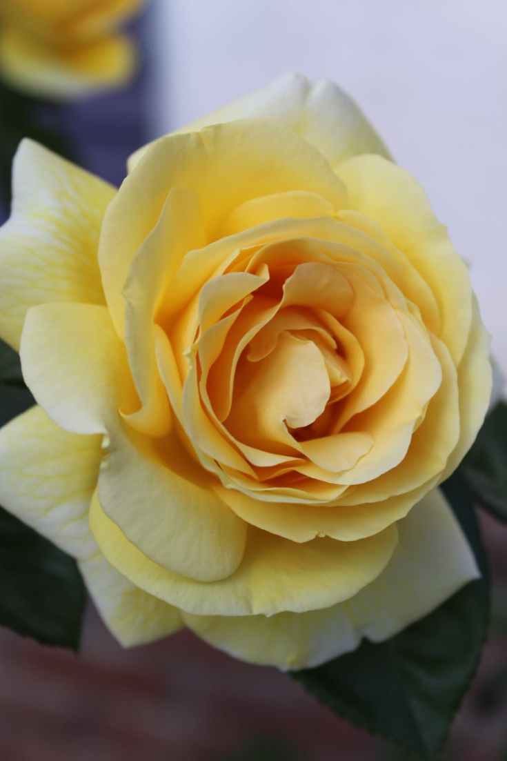 yellow rose flower in close up photography