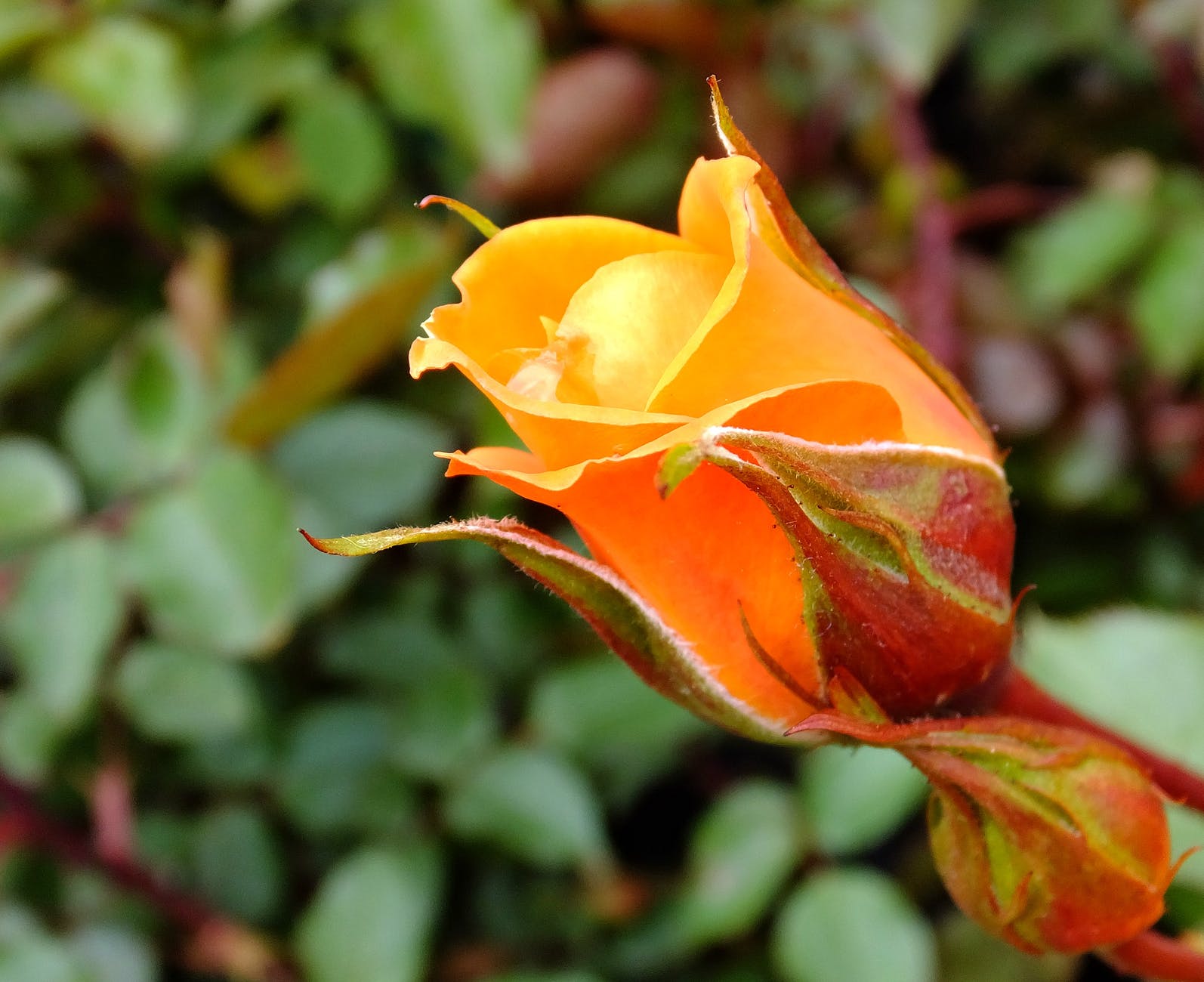 garden orange flower rose