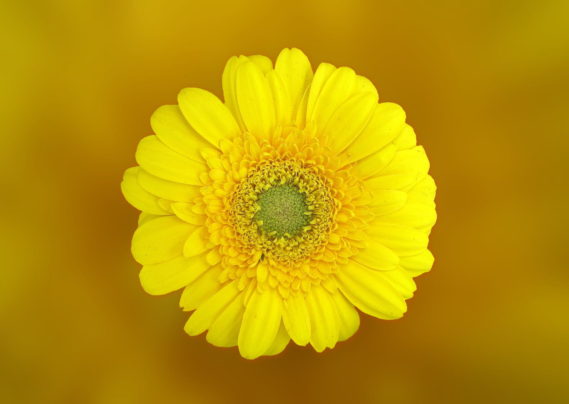 yellow flower bloom blossom