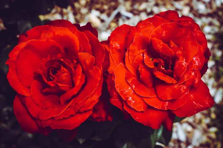 two red flowers